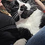 cat, black_and_white, whiskers, close_up, pet, indoor, person, lap, furniture, sitting, relaxed, home, cozy, feline, animal, face, paw, jeans, human, background