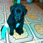 Zeus joined the competition — help win amazing prizes! puppy, dog, black_fur, cast, injury, pet, indoor, tile_floor, patterned_floor, white_patch, sitting, looking_up, young_dog, domestic_animal, floor, cute, animal_leg, bandage, canine, house