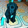 puppy, dog, black_fur, cast, injury, pet, indoor, tile_floor, patterned_floor, white_patch, sitting, looking_up, young_dog, domestic_animal, floor, cute, animal_leg, bandage, canine, house
