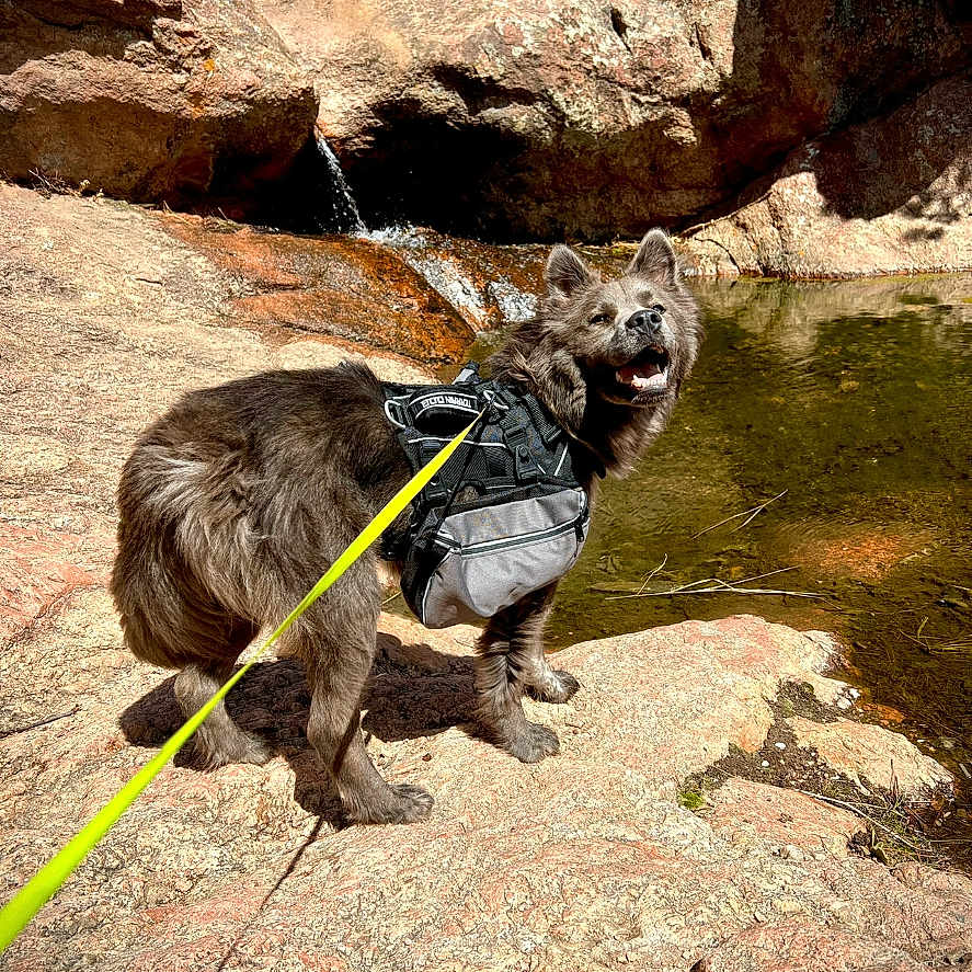 Kiowa is registered to the contest to win money with this photo: accessories, animal, ape, bag, canine, dog, face, handbag, head, nature, outdoors, person, pet, photography, portrait, rock, slate, strap, water, zoo