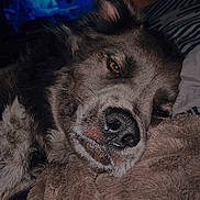 Kiowa joined the competition — help win amazing prizes! animal, bedroom, black, blanket, brown, close_up, comfort, cozy, dim_light, dog, ear, fur, indoor, nose, pet, relaxation, resting, sleeping, television, white