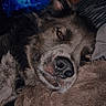 animal, bedroom, black, blanket, brown, close_up, comfort, cozy, dim_light, dog, ear, fur, indoor, nose, pet, relaxation, resting, sleeping, television, white