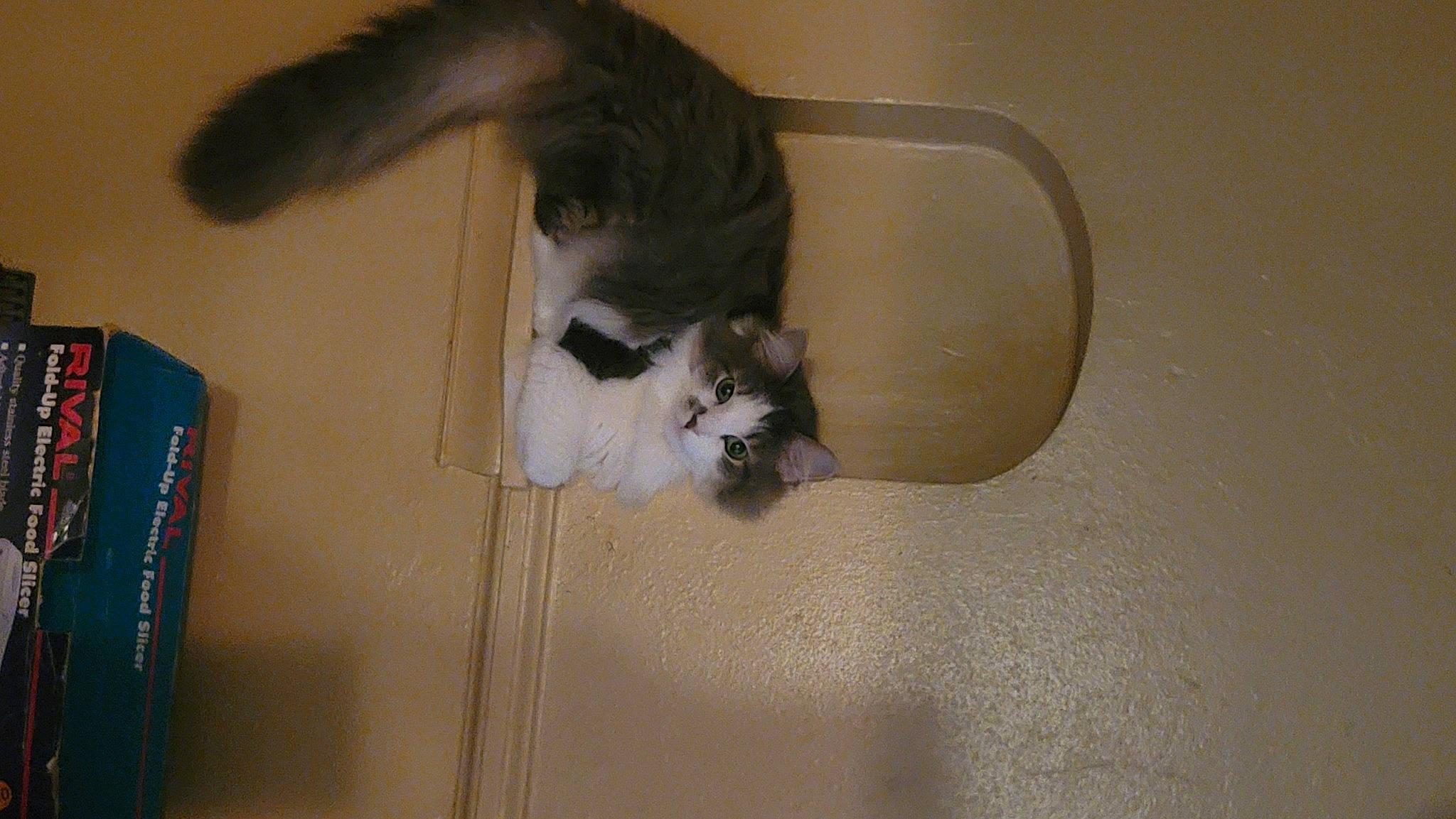 Fuzzy joined the competition — help win amazing prizes! canidae, carnivore, cat, dog_breed, domestic_short_haired_cat, felidae, flooring, fur, hardwood, paw, plaster, room, small_to_medium_sized_cats, snout, sporting_group, tail, whiskers, wood