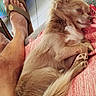 Owen a rejoint le concours — aidez-le/la à gagner de superbes lots ! animal, blanket, couch, dog, fluffy_tail, foot, home, human_leg, indoor, long_hair, lying_down, paws, pet, portrait, red_blanket, relaxed, sandal, small_dog, tan_fur, tile_floor