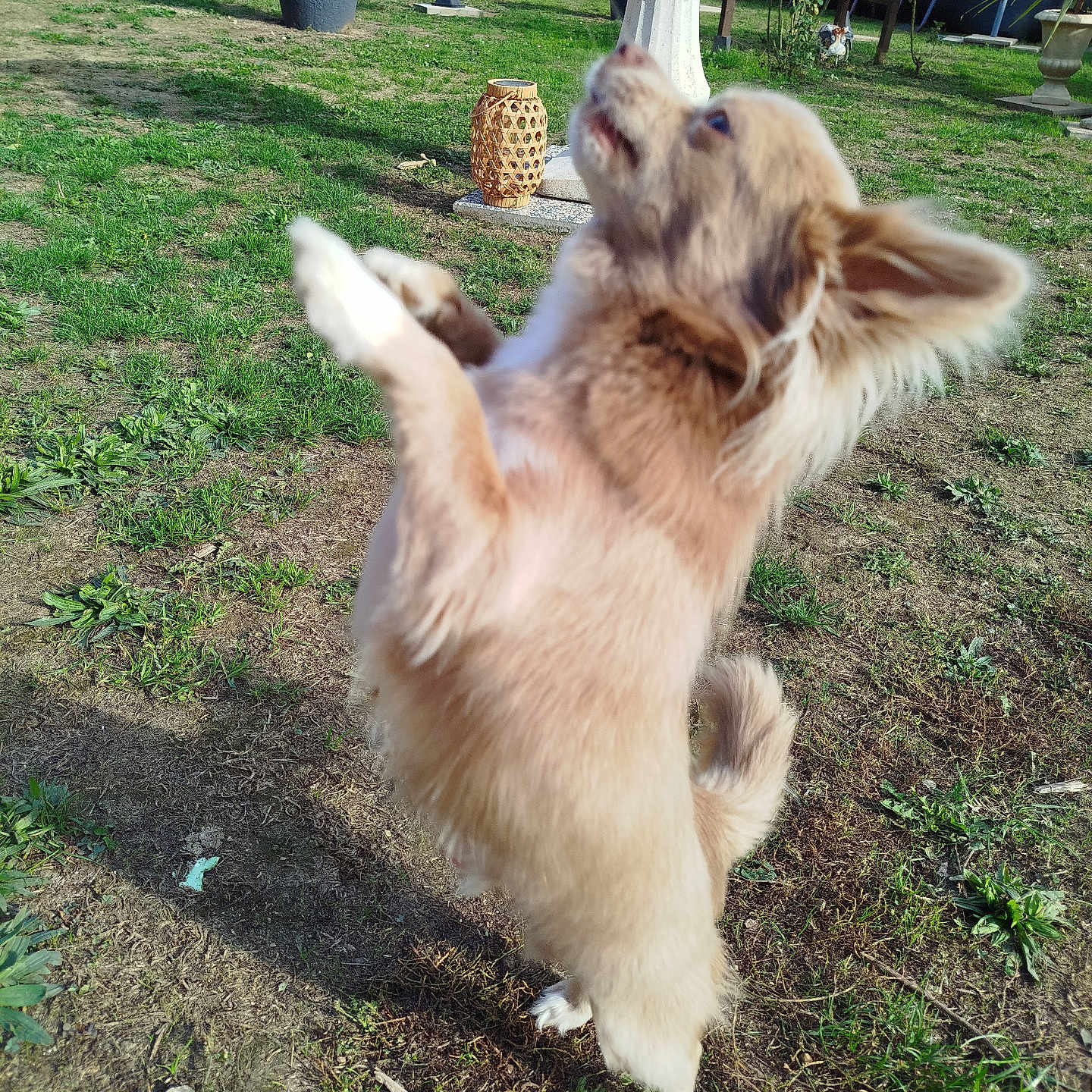 Owen a rejoint le concours — aidez-le/la à gagner de superbes lots ! action_shot, animal, backyard, dog, fluffy, fountain, furniture, garden, golden_dog, grass, jumping, long_hair, outdoor, patio, paws, playful, potted_plants, standing, sunlight, tail