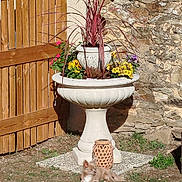 Owen a rejoint le concours — aidez-le/la à gagner de superbes lots ! brown_fur, dog, flower_pot, flowers, garden, grass, lantern, long_hair, lying_down, outdoor, patio, planter, puppy, rustic, small_dog, stone_wall, sunlight, urn, white_fur, wooden_gate