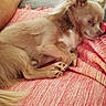 puppy, dog, sleeping, fluffy, small_dog, long_hair, cream_fur, curled_up, pink_blanket, indoors, couch, pet, animal, nap, paws, tail, relaxed, cute, home, portrait