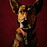 alert, animal, background, black_fur, brown_fur, canine, close_up, collar, dog, ears, expression, fur_texture, indoor, looking, muzzle, pet, portrait, sitting, studio, tag