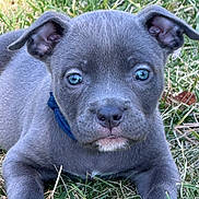 Stormi Blu joined the competition — help win amazing prizes! adorable, animal, blue_eyes, close_up, collar, cute, dog, ears, fur, grass, lying_down, muzzle, nature, nose, outdoor, pet, portrait, puppy, small, young