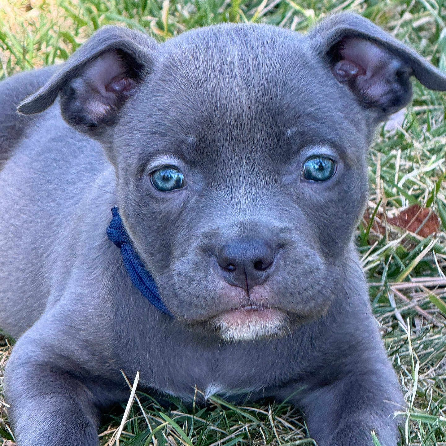 Stormi Blu joined the competition — help win amazing prizes! adorable, animal, blue_eyes, close_up, collar, cute, dog, ears, fur, grass, lying_down, muzzle, nature, nose, outdoor, pet, portrait, puppy, small, young