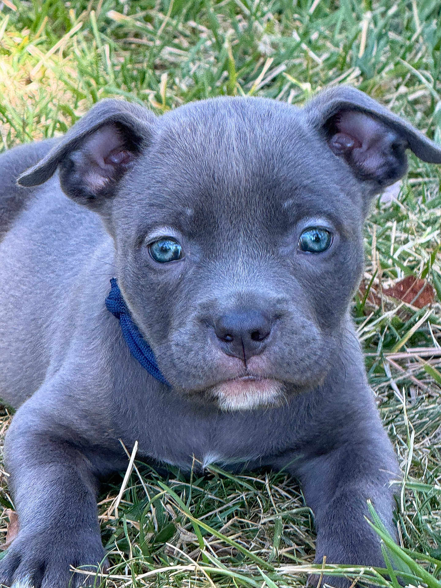 Stormi Blu joined the competition — help win amazing prizes! adorable, animal, blue_eyes, close_up, collar, cute, dog, ears, fur, grass, lying_down, muzzle, nature, nose, outdoor, pet, portrait, puppy, small, young