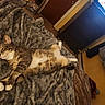 animal, bed, blanket, cabinet, carpet, cat, cozy, curtains, door, floor, furniture, home, indoor, pet, relaxed, resting, sleeping, tabby, television, warm_lighting