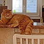 animal, blinds, bowls, cat, chair, counter, cozy, domestic, fluffy, furniture, home, household, indoor, kitchen, orange_cat, pet, relaxed, resting, table, window