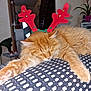 Nini a rejoint le concours — aidez-le/la à gagner de superbes lots ! blanket, cat, cozy, cute, domestic_cat, ears, feline, fur, holiday, home, indoor, orange_cat, patterned_blanket, paws, pet, reindeer_antlers, relaxing, resting, sleeping, whiskers