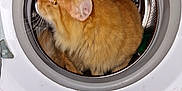 Nini a rejoint le concours — aidez-le/la à gagner de superbes lots ! animal, appliance, cat, circular, curious, domestic, door, ears, exploration, feline, fluffy_cat, fur, home, household, indoor, metal, orange_cat, pet, washing_machine, whiskers