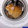animal, appliance, cat, circular, curious, domestic, door, ears, exploration, feline, fluffy_cat, fur, home, household, indoor, metal, orange_cat, pet, washing_machine, whiskers