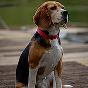 Roxy participe au concours pour gagner de l'argent avec cette photo : dog, beagle, sitting, collar, pet, animal, outdoor, wooden_dock, brown, black, white, ears, fur, canine, portrait, side_view, nature, calm, daylight, focused