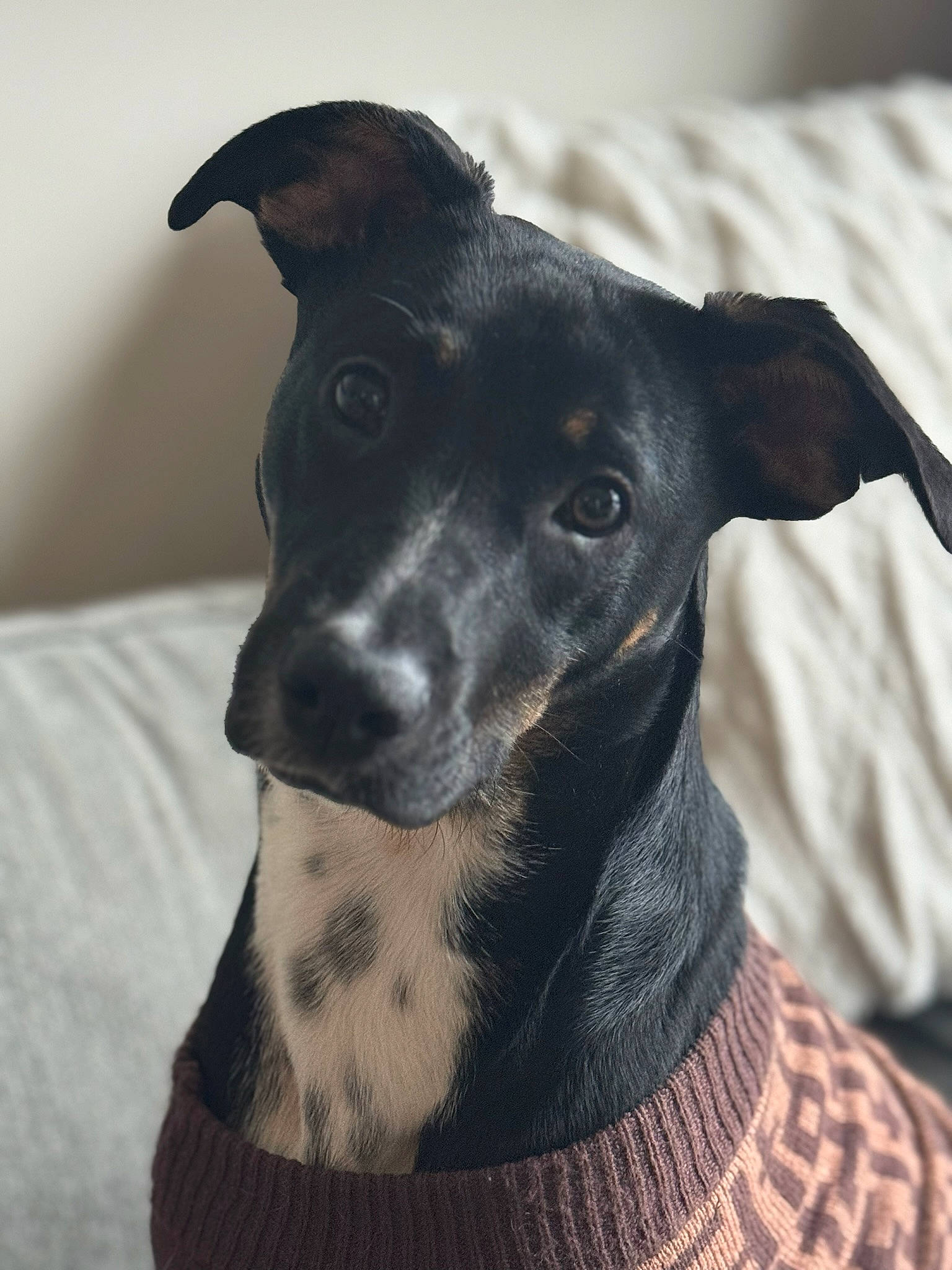 Mira is registered to the contest to win money with this photo: canidae, carnivore, collar, companion_dog, dog, dog_breed, dog_collar, dog_supply, fawn, fur, grey, rampur_greyhound, sighthound, sleeve, snout, sporting_group, terrestrial_animal, toy_dog, whiskers, working_animal