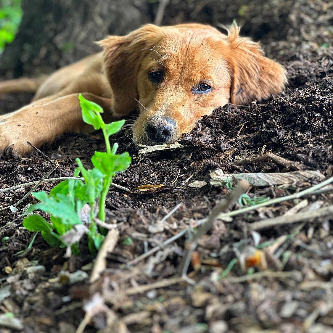 Aspen Rainn is registered to the contest to win money with this photo: animal, closeup, cute, dog, earth, fur, golden_retriever, greenery, ground, leaf, nature, outdoor, pet, plant, portrait, puppy, relaxed, sleepy, tree, wood