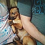 Oscar is registered to the contest to win money with this photo: dog, sleeping, person, arm, clothing, fabric, couch, snuggling, cozy, resting, brown_dog, paw, legs, casual, indoor, relaxation, human, comfort, pet, togetherness