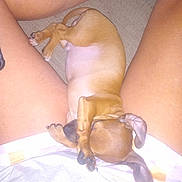 Oscar is registered to the contest to win money with this photo: puppy, dog, sleeping, brown, pet, legs, human, resting, indoor, carpet, cute, small, animal, paw, fur, relaxed, lying_down, snout, ears, comfort