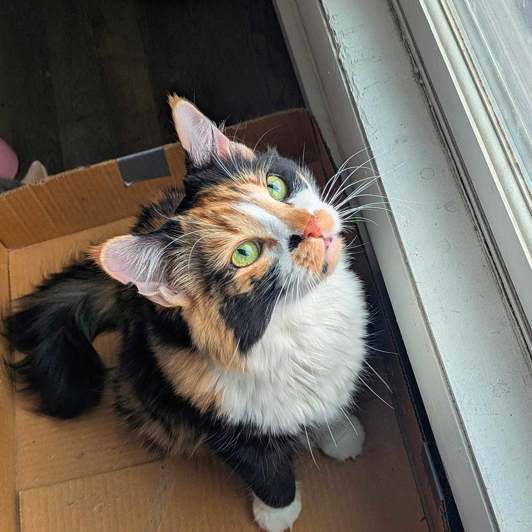 Snickers is registered to the contest to win money with this photo: animal, box, cardboard, carton, cat, door, face, hardwood, head, indoors, interiordesign, kitten, manx, person, pet, photography, plant, pottedplant, sleeping, wood