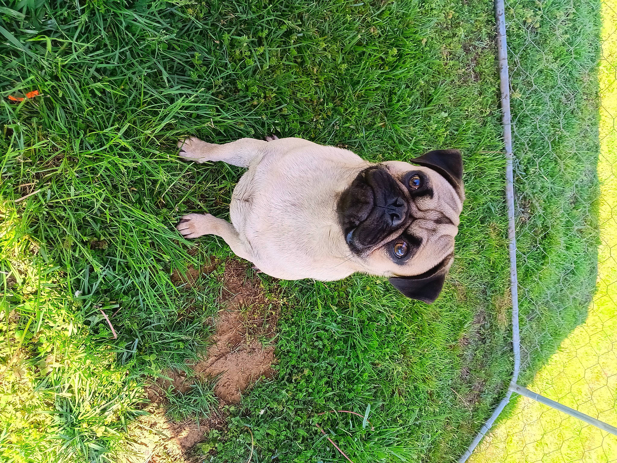 Dash And Mowgli joined the competition — help win amazing prizes! canidae, carnivore, companion_dog, dog, dog_breed, fawn, flooring, garden, grass, groundcover, lawn, plant, sidewalk, snout, soil, sporting_group, tail, terrestrial_animal, tree, working_animal