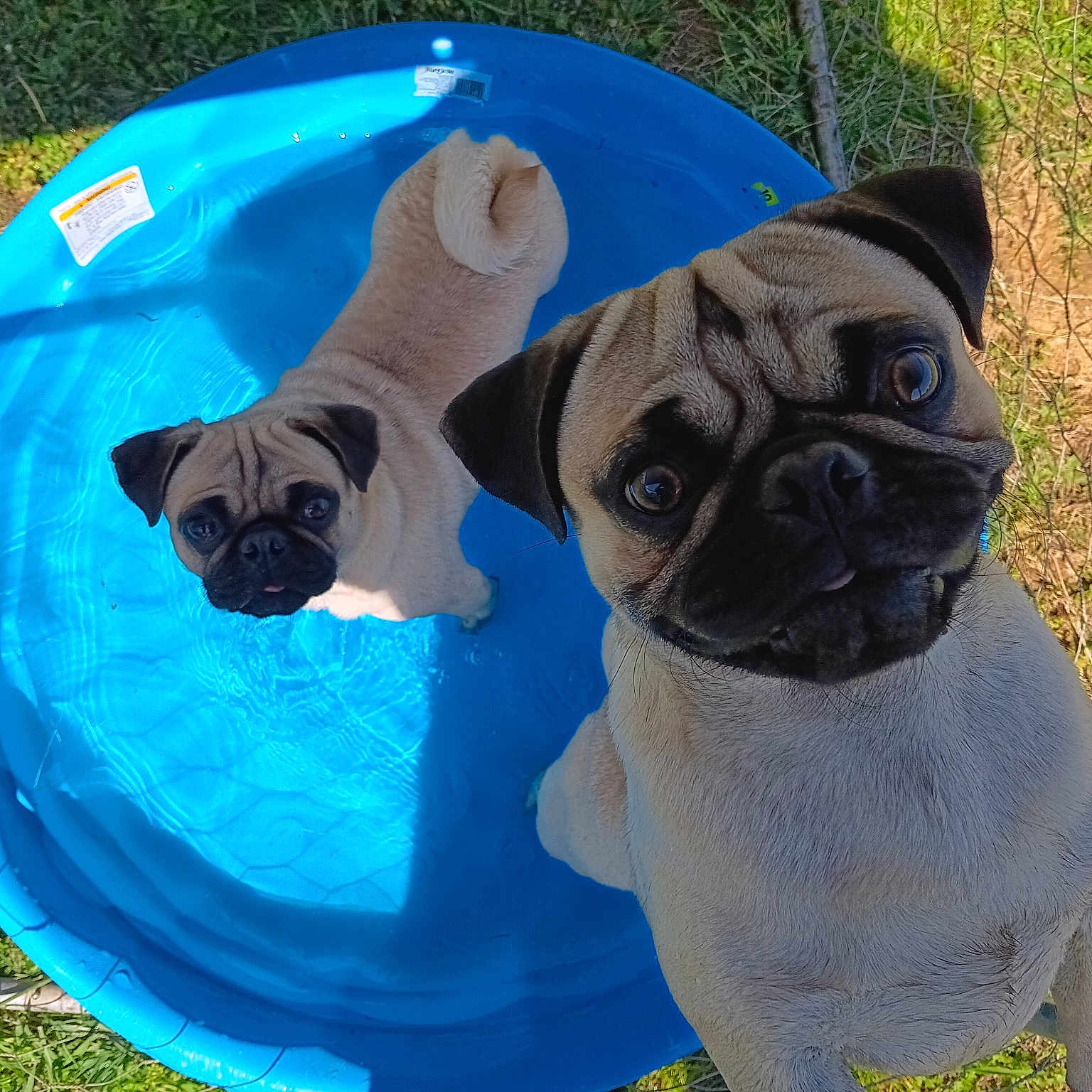 Dash And Mowgli