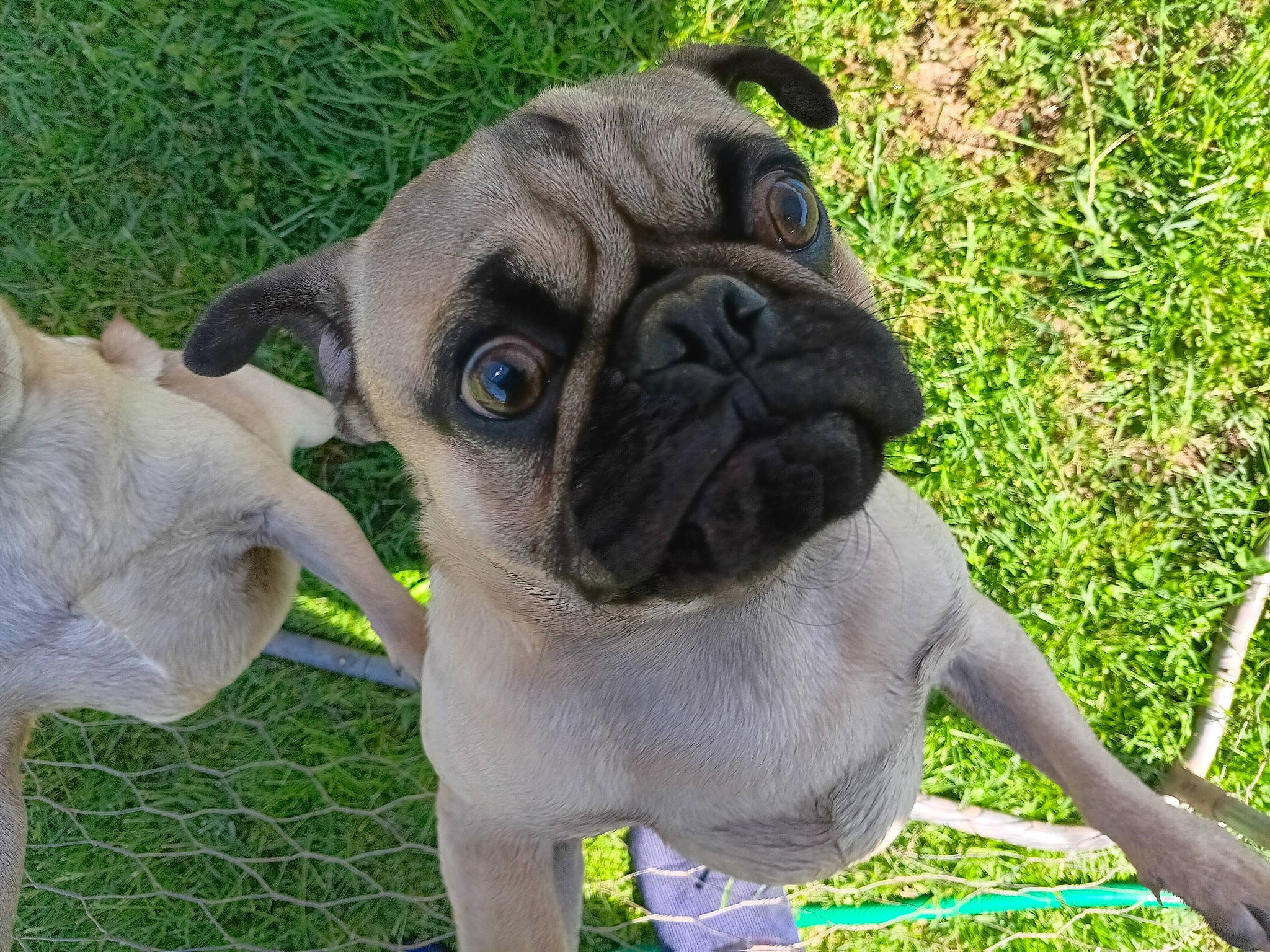 Dash And Mowgli joined the competition — help win amazing prizes! ancient_dog_breeds, canidae, carnivore, collar, companion_dog, dog, dog_breed, dog_collar, fawn, grass, groundcover, non_sporting_group, plant, pug, snout, sporting_group, toy_dog, whiskers, working_animal, wrinkle