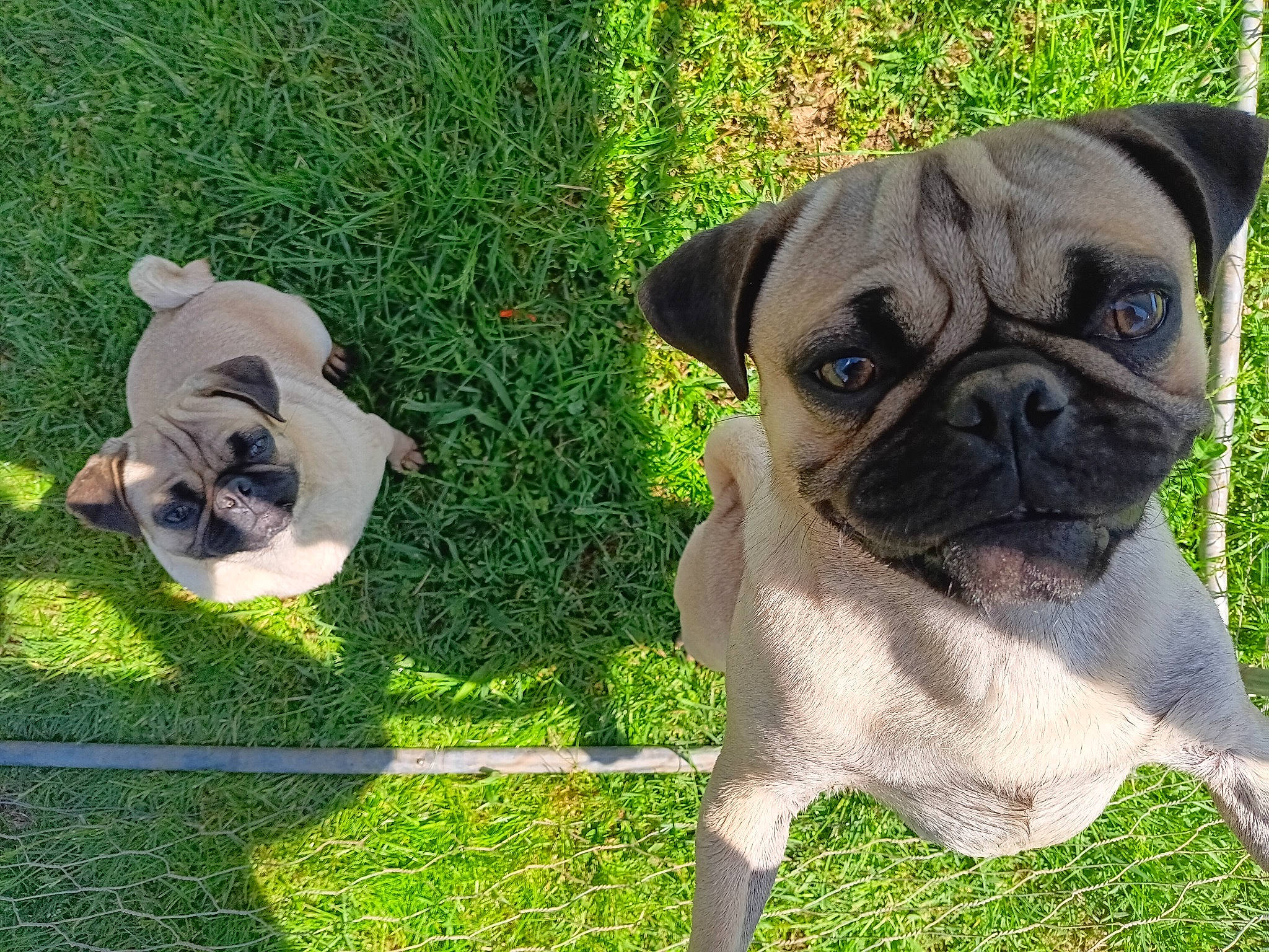Dash And Mowgli joined the competition — help win amazing prizes! canidae, carnivore, collar, companion_dog, dog, dog_breed, dog_collar, dog_supply, fawn, grass, plant, pug, puppy, snout, sporting_group, tail, toy_dog, tree, working_animal, wrinkle