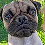 backyard, brown_eyes, close_up, companion, curious, cute, dog, grass, looking_up, muzzle, outdoors, pet, photobomb, playful, portrait, pug, snout, sunlight, whiskers, wrinkled_face