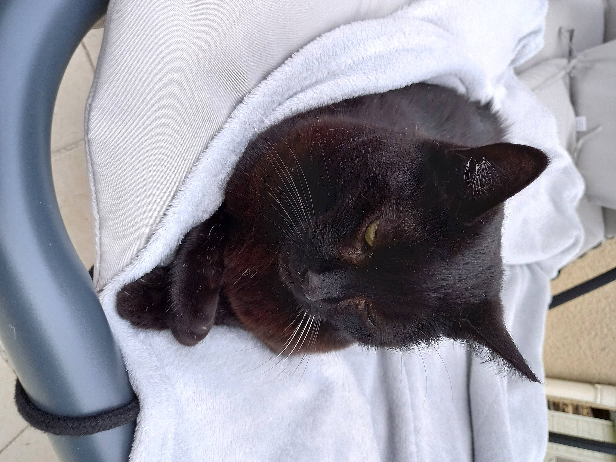 Minette a rejoint le concours — aidez-le/la à gagner de superbes lots ! black_cat, carnivore, cat, claw, comfort, dog_breed, domestic_short_haired_cat, ear, fawn, felidae, fur, linens, mammal, nap, sleep, small_to_medium_sized_cats, snout, tail, vertebrate, whiskers