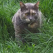 Maya is registered to the contest to win money with this photo: cat, feline, tortoiseshell_cat, yellow_eyes, whiskers, collar, grass, lawn, outdoor, sitting, close_up, portrait, green, nature, app_icons, home_screen, search_bar, phone_screenshot, status_bar, ears