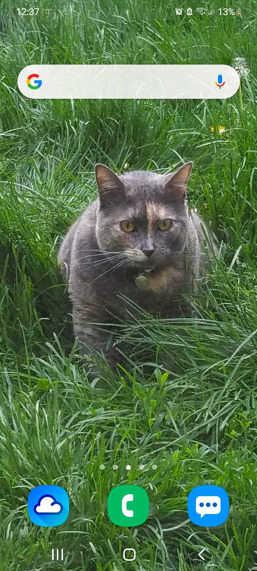 Maya is registered to the contest to win money with this photo: cat, feline, tortoiseshell_cat, yellow_eyes, whiskers, collar, grass, lawn, outdoor, sitting, close_up, portrait, green, nature, app_icons, home_screen, search_bar, phone_screenshot, status_bar, ears