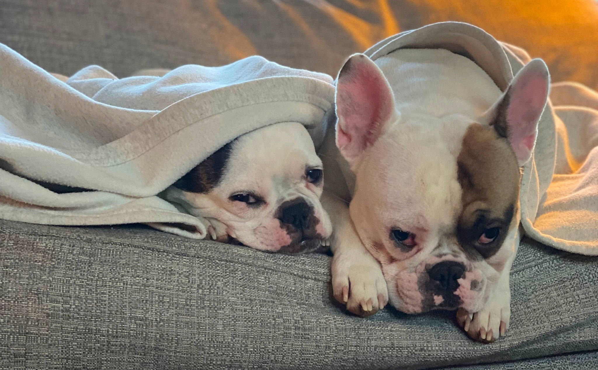 Pixie joined the competition — help win amazing prizes! bulldog, canidae, carnivore, comfort, companion_dog, dog, dog_breed, dog_supply, ear, fawn, fur, head, human_body, snout, sporting_group, terrestrial_animal, toy_dog, whiskers, working_animal, wrinkle