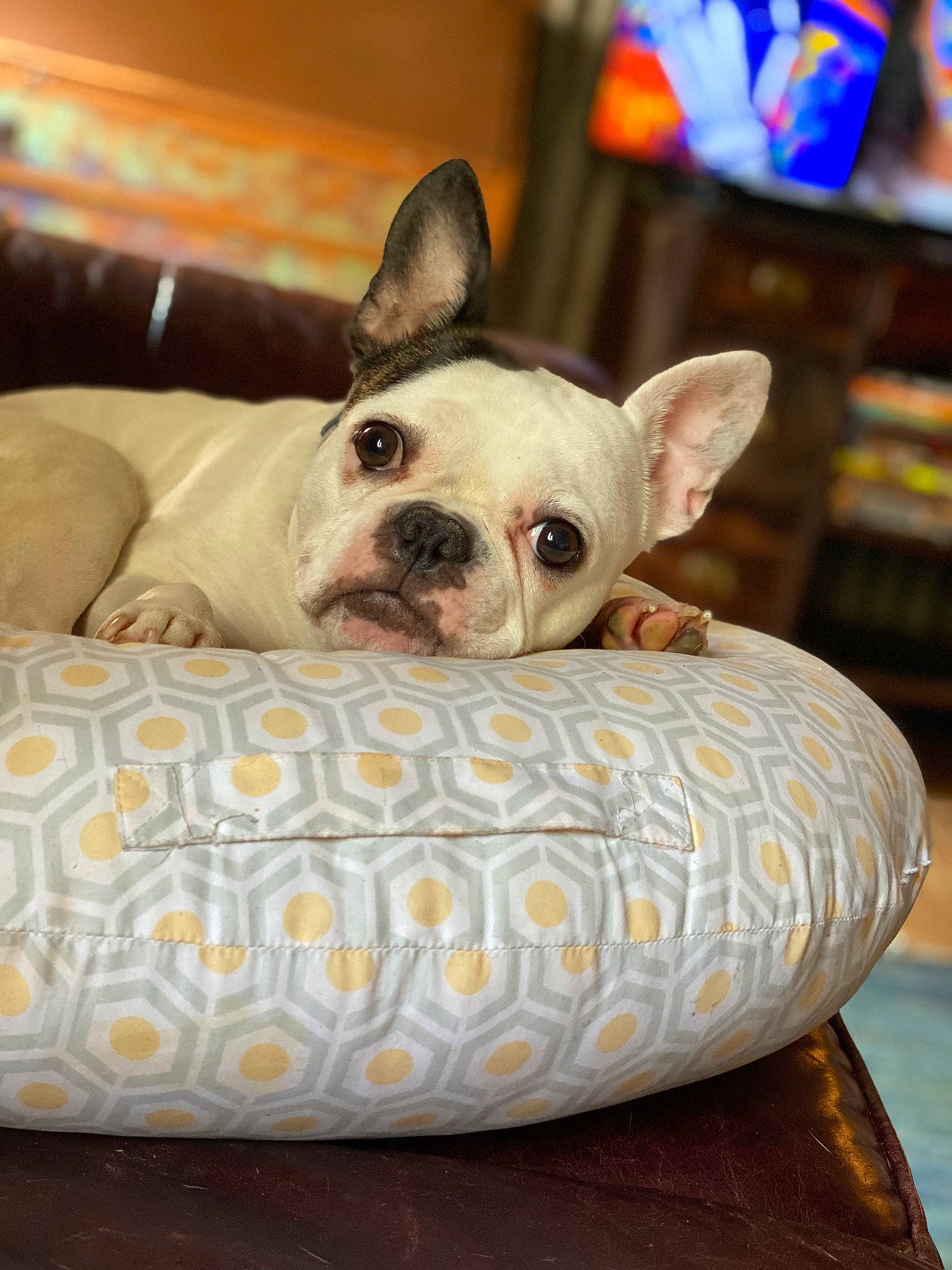 Pixie joined the competition — help win amazing prizes! bulldog, canidae, carnivore, comfort, companion_dog, dog, dog_breed, ear, fawn, french_bulldog, fur, linens, non_sporting_group, puppy, snout, sporting_group, terrestrial_animal, toy_dog, whiskers, working_animal