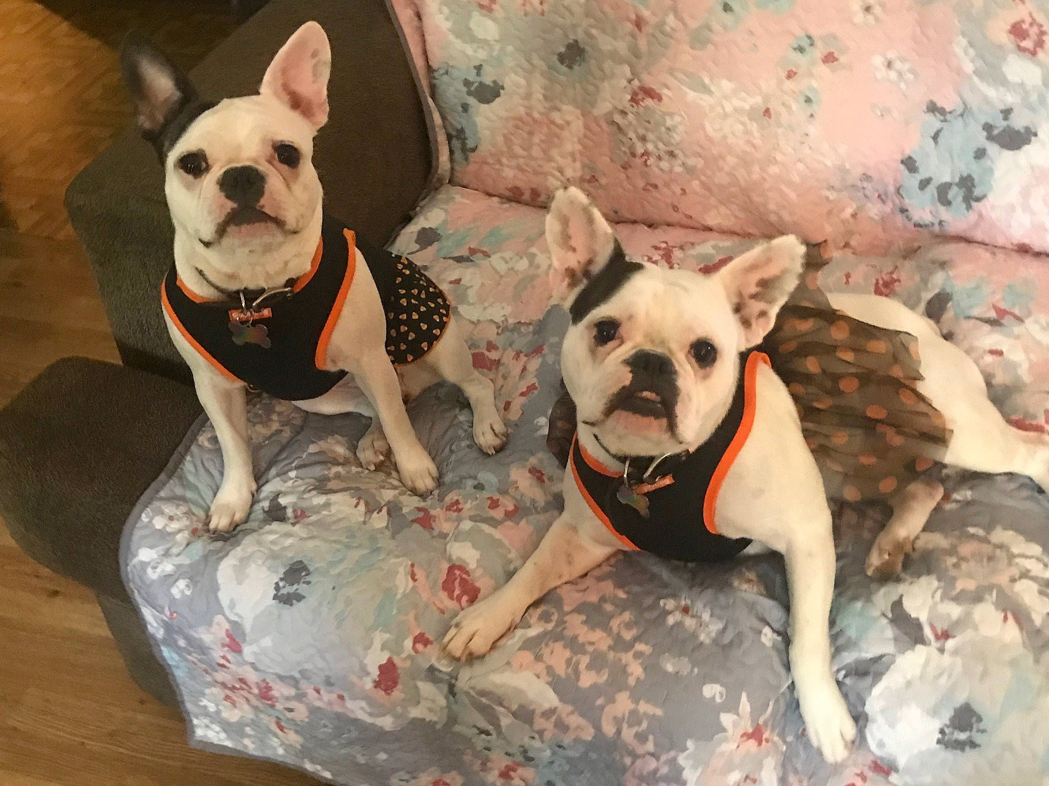 Pixie joined the competition — help win amazing prizes! bulldog, canidae, carnivore, comfort, companion_dog, dog, dog_breed, dog_clothes, dog_supply, fawn, pet_supply, puppy, sitting, snout, sporting_group, terrestrial_animal, toy_dog, vertebrate, whiskers, working_animal