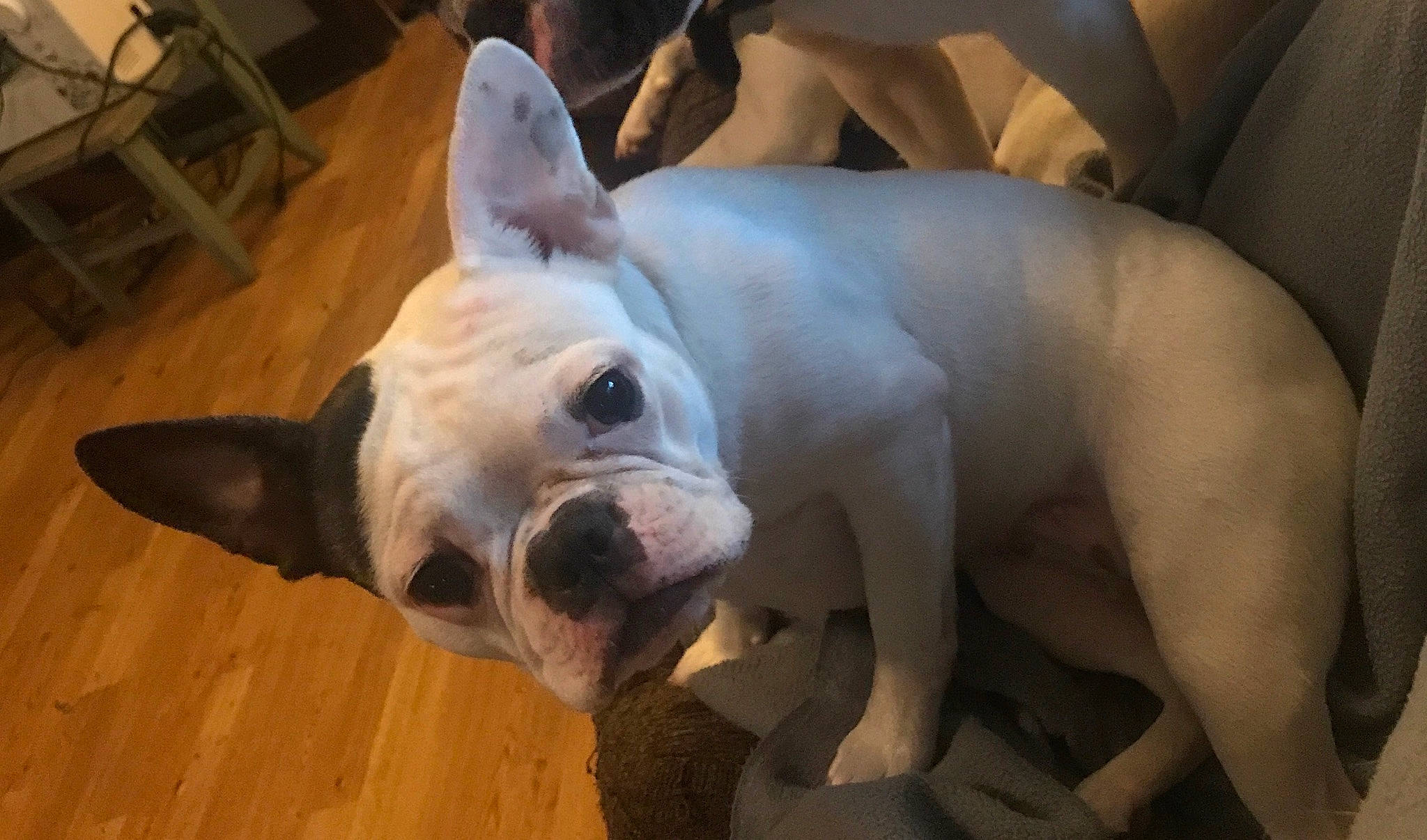 Pixie is registered to the contest to win money with this photo: bulldog, canidae, carnivore, chair, companion_dog, dog, dog_breed, ear, eye, fawn, flooring, snout, sporting_group, terrestrial_animal, toy_dog, vertebrate, whiskers, wood, working_animal, wrinkle