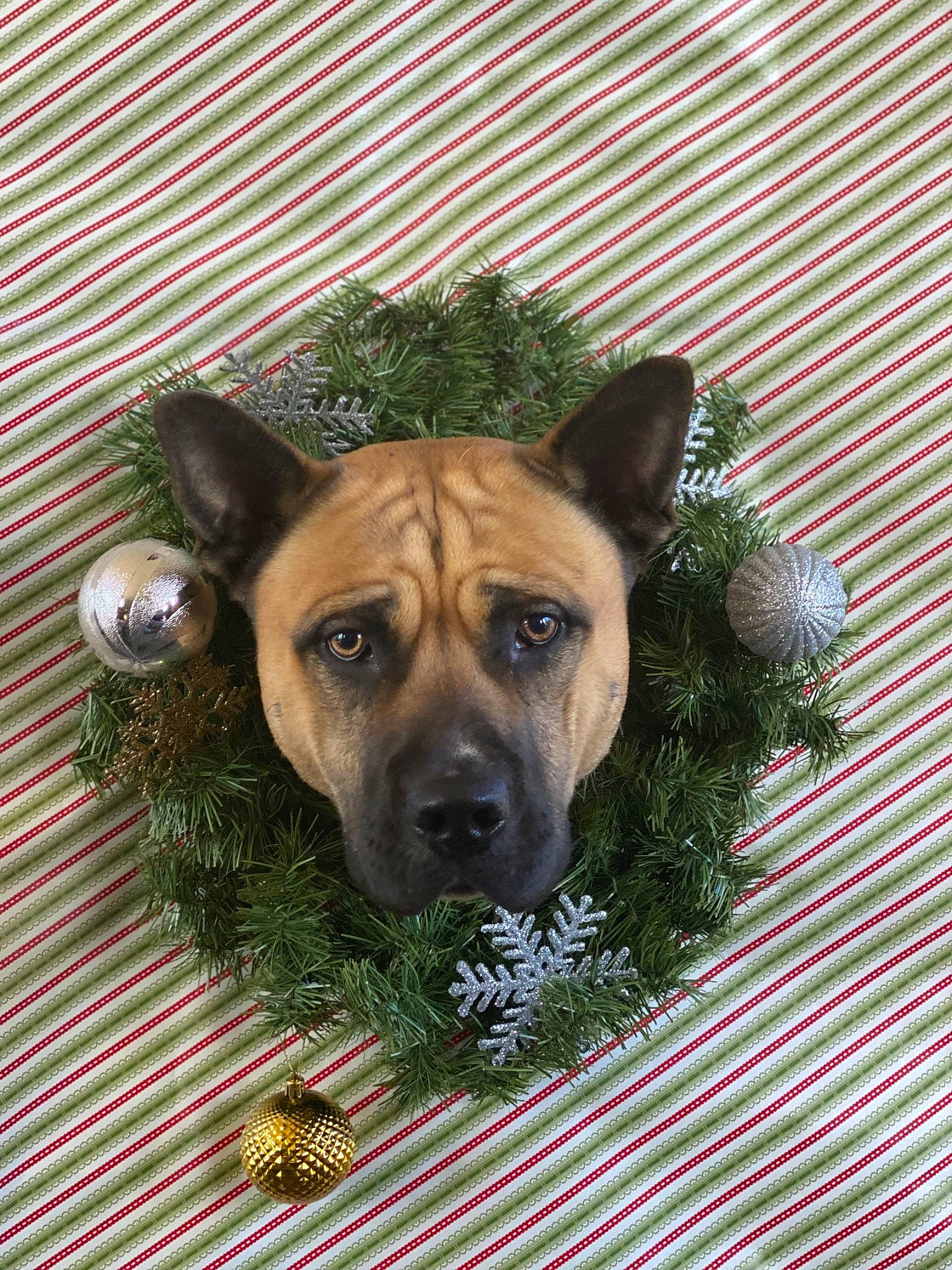 Buck joined the competition — help win amazing prizes! ancient_dog_breeds, canidae, carnivore, companion_dog, dog, dog_breed, fawn, fur, grass, guard_dog, plant, puppy, rectangle, snout, sporting_group, terrestrial_animal, whiskers, wood, working_animal, working_dog