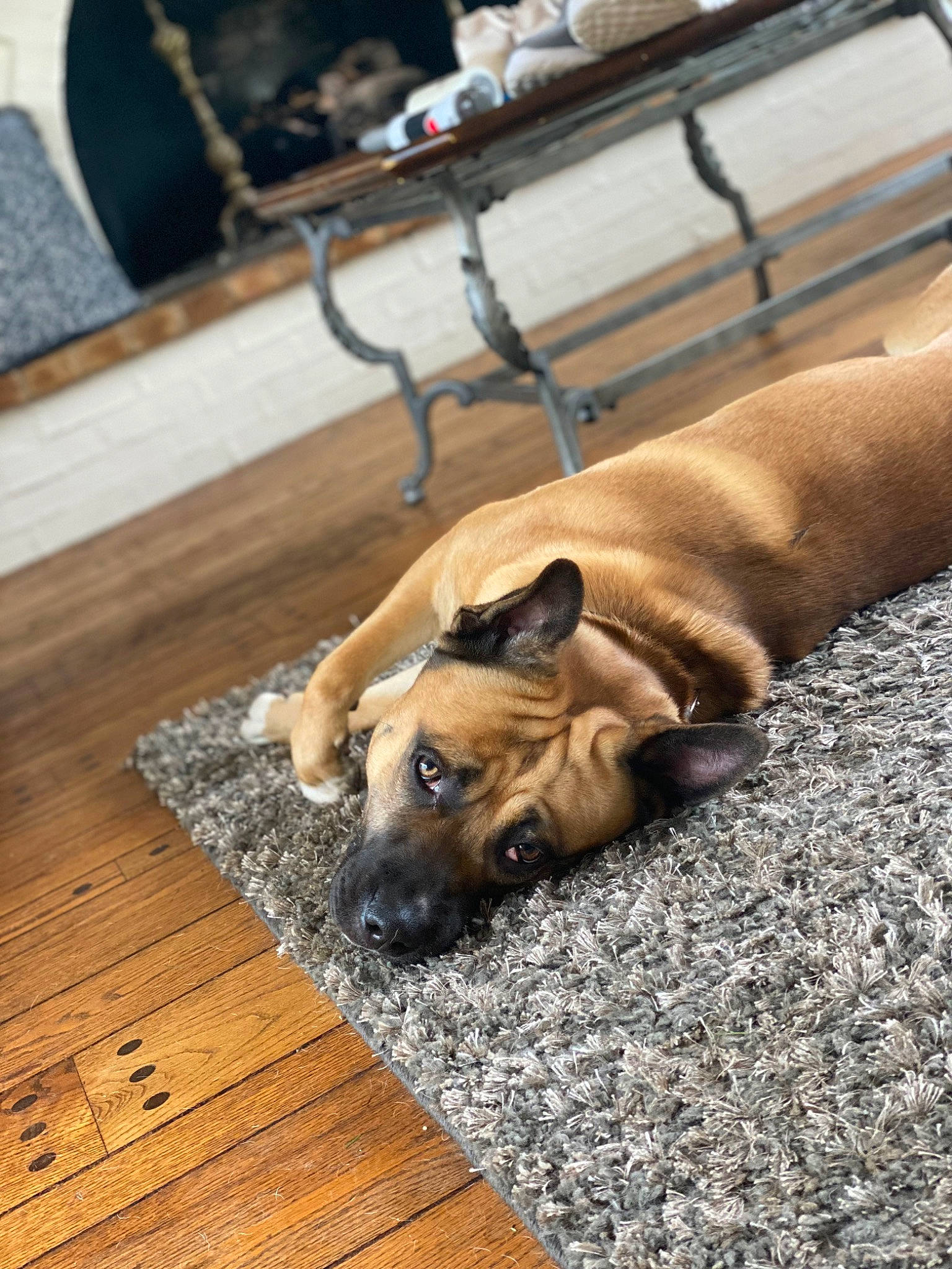 Buck is registered to the contest to win money with this photo: canidae, carnivore, collar, comfort, companion_dog, dog, dog_breed, dog_collar, fawn, flooring, hardwood, plank, puppy, snout, sporting_group, toy_dog, varnish, wood, wood_stain, working_animal