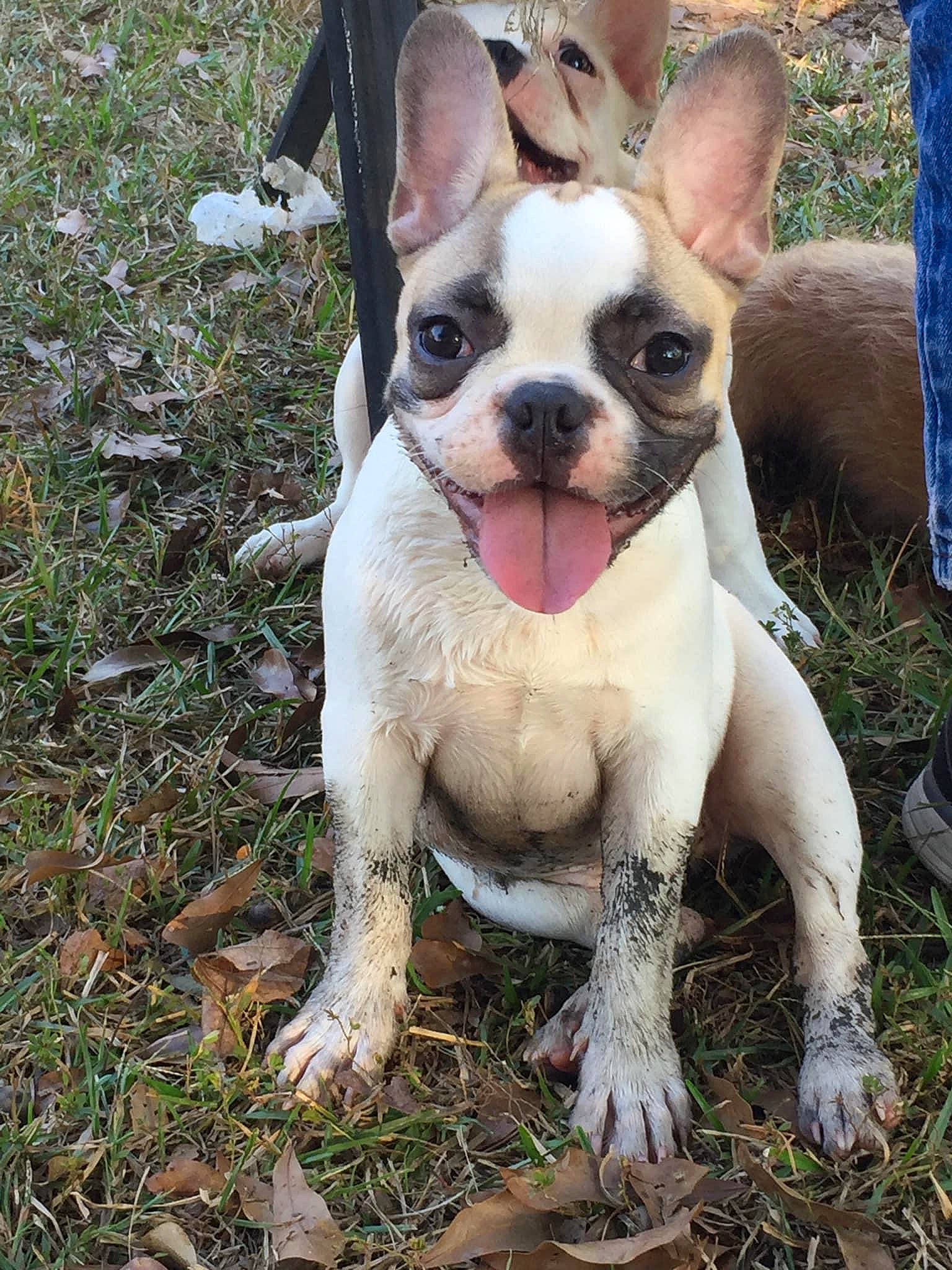 Gibby is registered to the contest to win money with this photo: boston_terrier, bulldog, carnivore, companion_dog, dog, dog_breed, ear, eye, fawn, french_bulldog, fur, grass, molosser, plant, snout, soil, terrestrial_animal, toy_dog, whiskers, working_animal