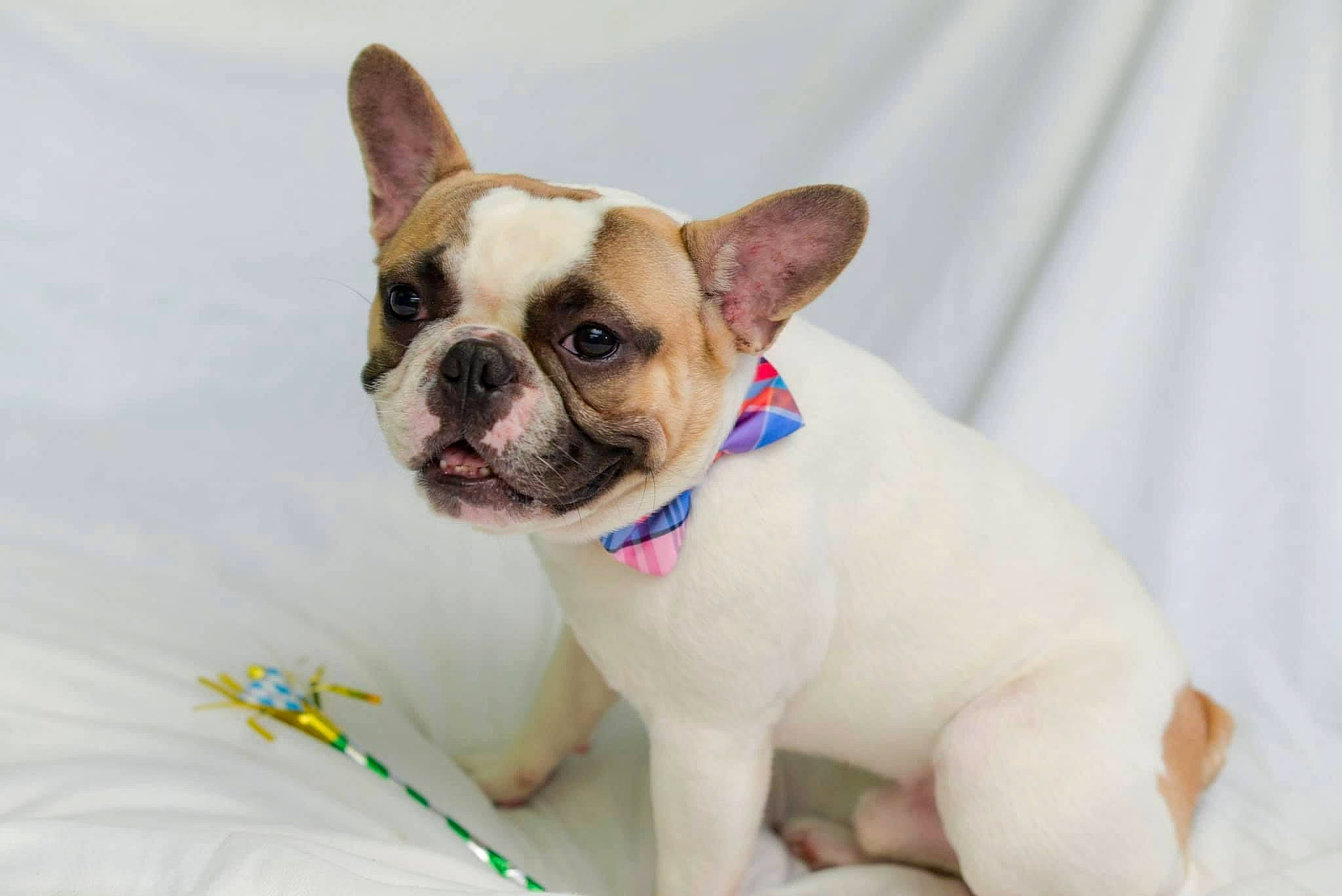 Gibby is registered to the contest to win money with this photo: bulldog, canidae, carnivore, collar, comfort, companion_dog, dog, dog_breed, dog_collar, dog_supply, ear, fawn, french_bulldog, leash, snout, sporting_group, terrestrial_animal, toy_dog, whiskers, working_animal