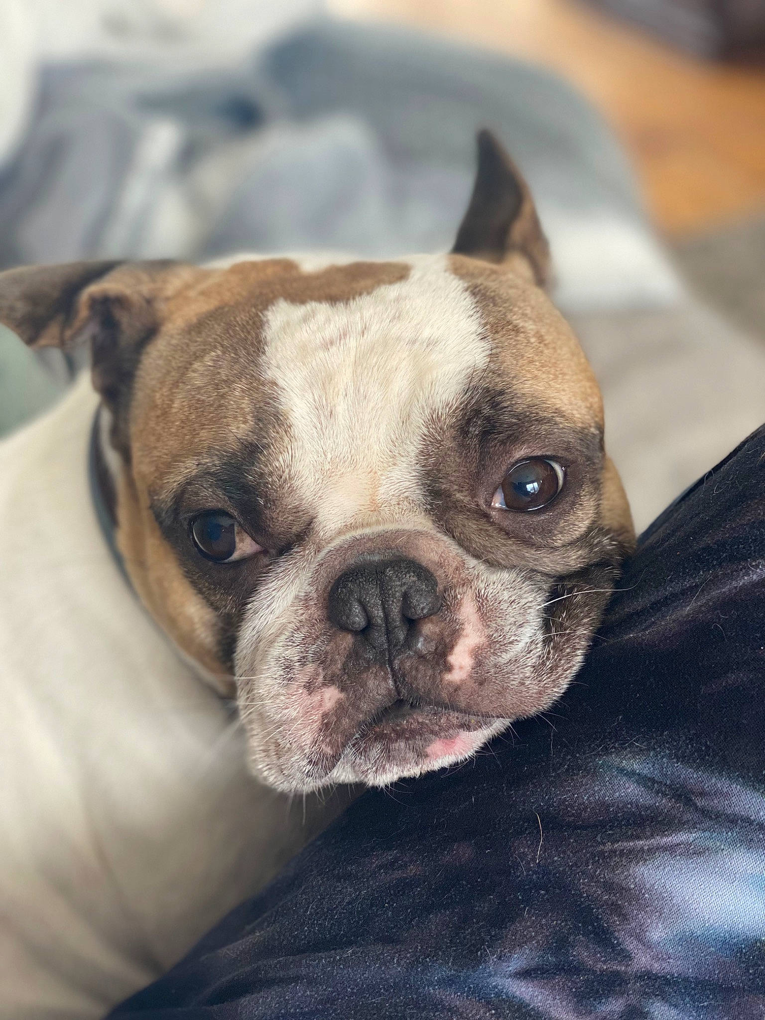Gibby is registered to the contest to win money with this photo: bulldog, carnivore, comfort, companion_dog, dog, dog_breed, ear, eye, face, fawn, head, human_body, jaw, nose, snout, sporting_group, terrestrial_animal, toy_dog, whiskers, wrinkle