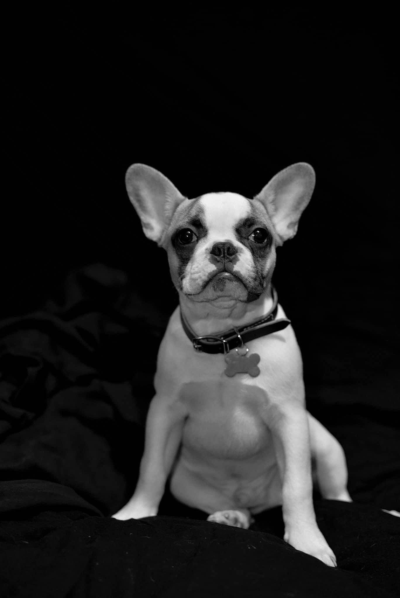 Gibby joined the competition — help win amazing prizes! boston_terrier, canidae, carnivore, companion_dog, darkness, dog, dog_breed, dog_collar, ear, fawn, flash_photography, french_bulldog, human_body, monochrome, monochrome_photography, snout, sporting_group, toy_dog, whiskers, working_animal