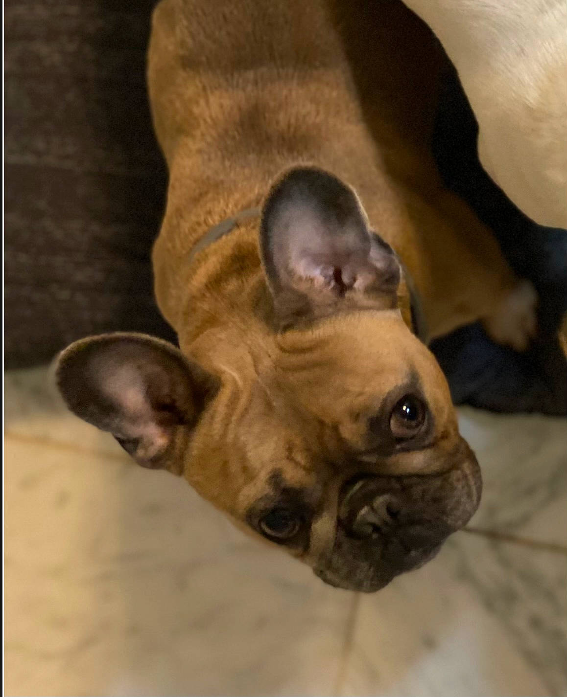 Indie is registered to the contest to win money with this photo: bulldog, canidae, carnivore, comfort, companion_dog, dog, dog_breed, ear, fawn, french_bulldog, liver, nap, pug, snout, sporting_group, terrestrial_animal, toy_dog, whiskers, working_animal, wrinkle