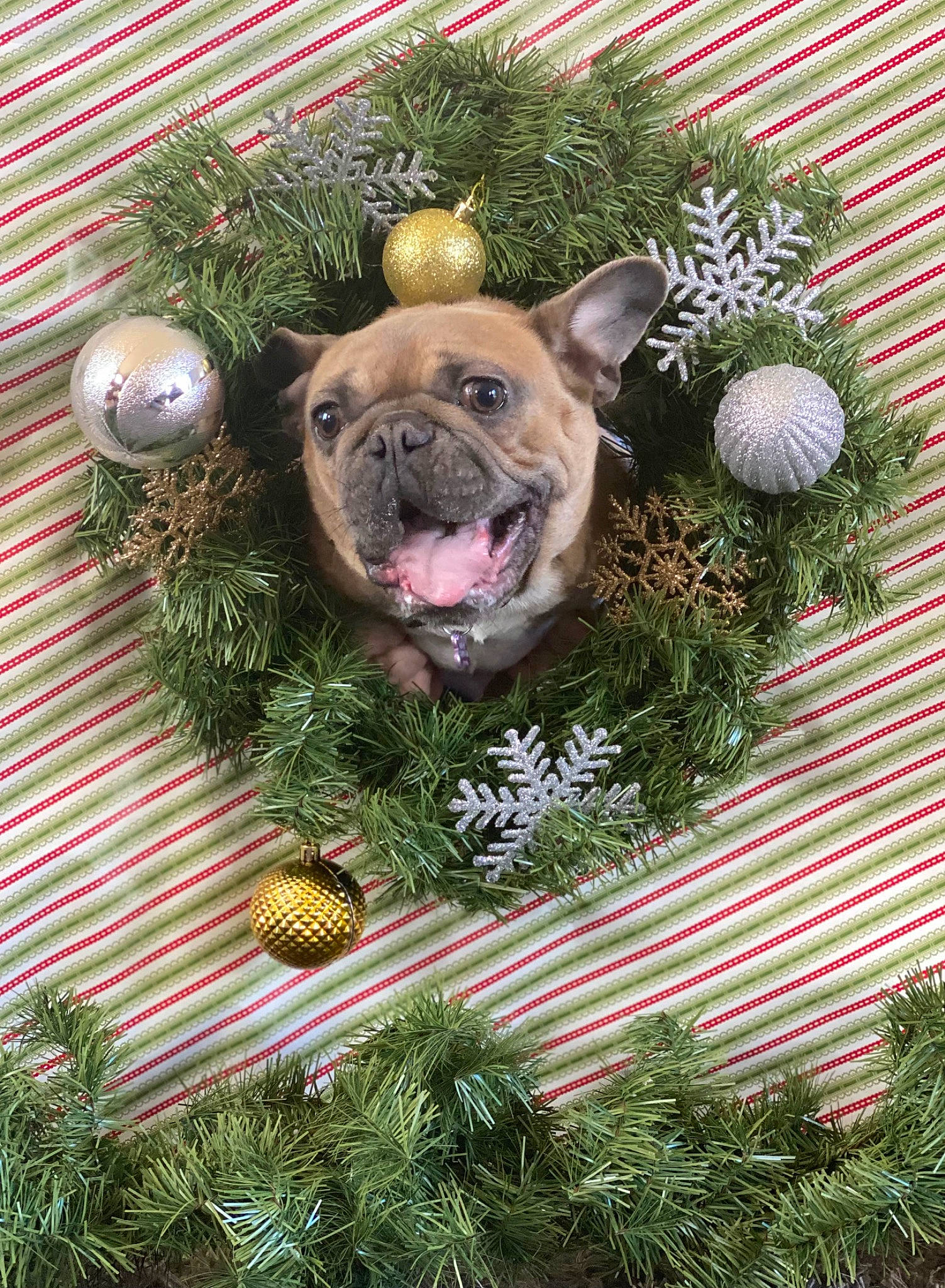 Indie is registered to the contest to win money with this photo: carnivore, christmas, christmas_decoration, christmas_ornament, christmas_tree, companion_dog, dog, dog_breed, event, evergreen, fawn, grass, holiday, holiday_ornament, ornament, plant, snout, terrestrial_animal, tree, working_animal