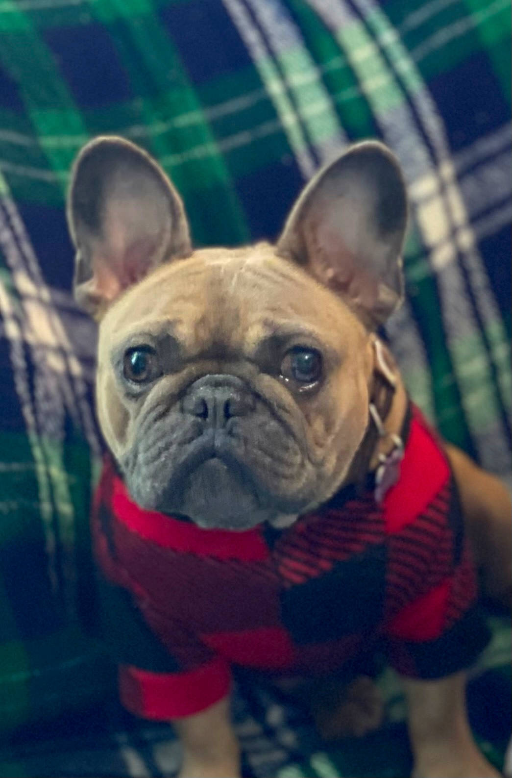 Indie joined the competition — help win amazing prizes! bulldog, canidae, carnivore, close_up, companion_dog, dog, dog_breed, dog_collar, ear, electric_blue, fawn, french_bulldog, fur, grass, snout, sporting_group, terrestrial_animal, toy_dog, whiskers, wrinkle