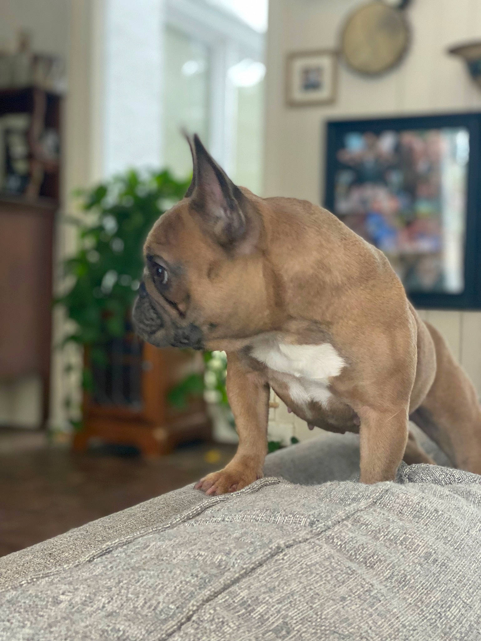 Indie joined the competition — help win amazing prizes! bulldog, carnivore, companion_dog, dog, dog_breed, donskoy, ear, fawn, felidae, french_bulldog, mexican_hairless_dog, peterbald, picture_frame, plant, snout, terrestrial_animal, toy_dog, whiskers, working_animal, wrinkle