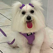 Socute a rejoint le concours — aidez-le/la à gagner de superbes lots ! animal, companion, cute, dog, domestic_animal, fluffy, fur, happy, indoor, mammal, pet, pet_accessory, playful, purple_bows, purple_harness, sitting, small_dog, tile_floor, tongue_out, white_dog
