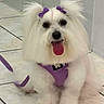 animal, companion, cute, dog, domestic_animal, fluffy, fur, happy, indoor, mammal, pet, pet_accessory, playful, purple_bows, purple_harness, sitting, small_dog, tile_floor, tongue_out, white_dog